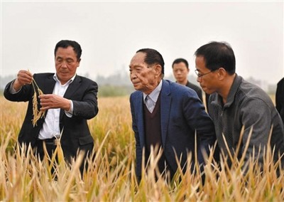 袁隆平团队是如何创水稻亩产纪录的？