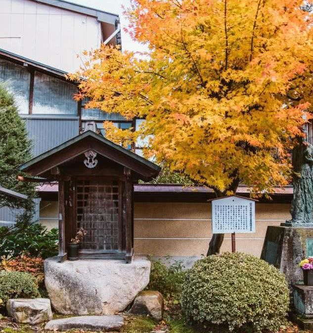 日本小京都的第一寺庙，寺中一棵1200年银杏树，寺庙靠它成了网红