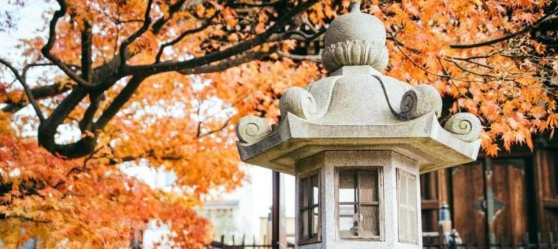 日本小京都的第一寺庙，寺中一棵1200年银杏树，寺庙靠它成了网红