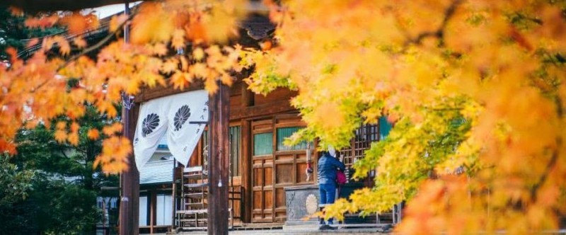 日本小京都的第一寺庙，寺中一棵1200年银杏树，寺庙靠它成了网红