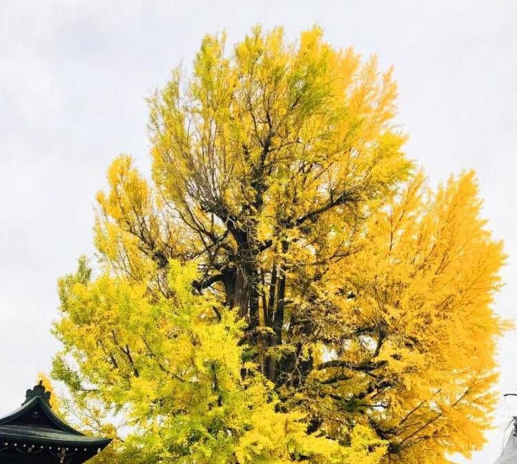 日本小京都的第一寺庙，寺中一棵1200年银杏树，寺庙靠它成了网红