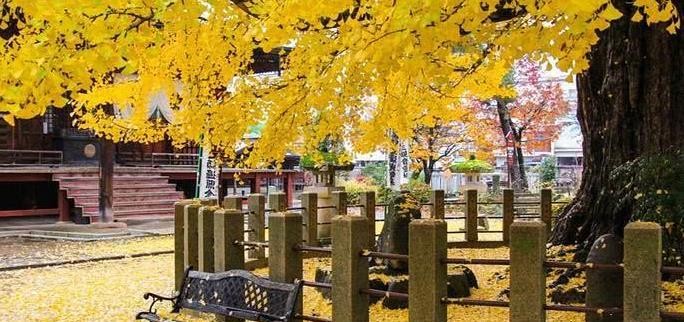 日本小京都的第一寺庙，寺中一棵1200年银杏树，寺庙靠它成了网红