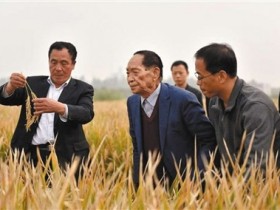 【GG扑克】袁隆平团队是如何创水稻亩产纪录的？