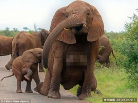 【GG扑克】好驚人！攝影師意外拍到母象巨乳