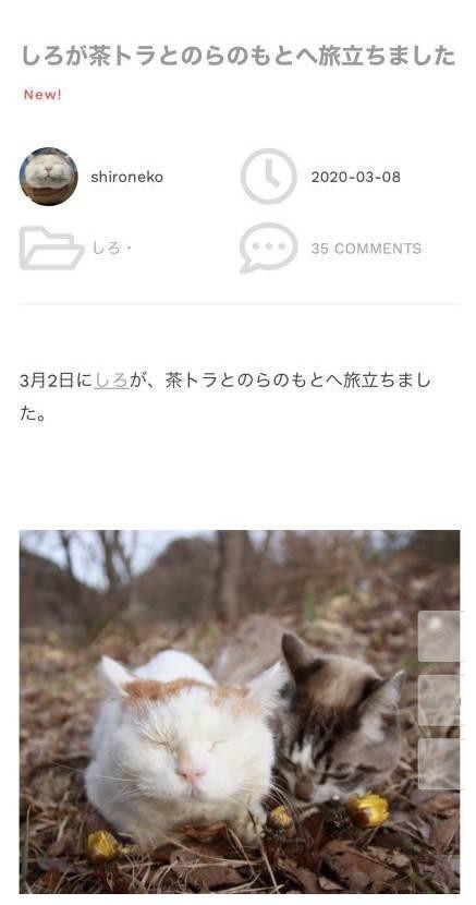 日本网红猫咪“猫叔”去世 因可爱表情包风靡网络