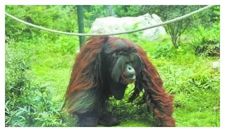 【GG扑克】25岁女网红与猩猩互动，猩猩动作很“奇怪”，网友：这是人扮的吧