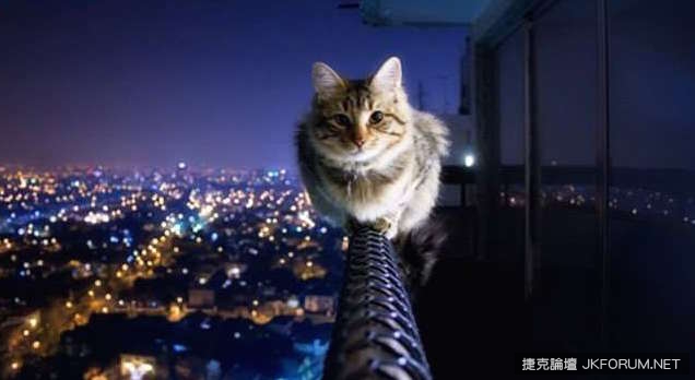 你有想過嗎？《貓咪夜間活動範圍》實測結果好驚人！
